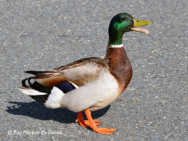 Male Mallard Duck