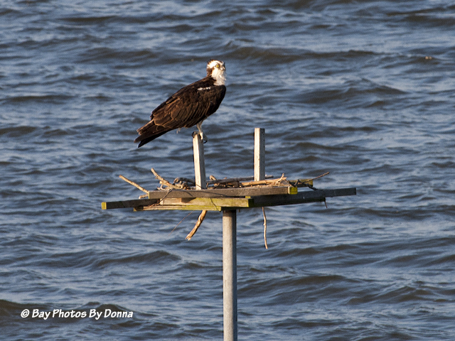 Osprey and Nest 6-11-13