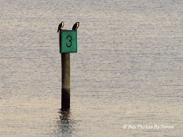 Our Osprey pair perched at Lippincott's Channel Marker 3 - June 9, 2013 pm