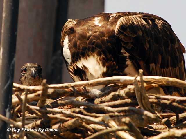 Momma Osprey feeding a chick while the other one gives me a pose.
