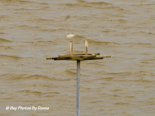 After all the hard work, the 60+ mph winds destroyed the nest. 