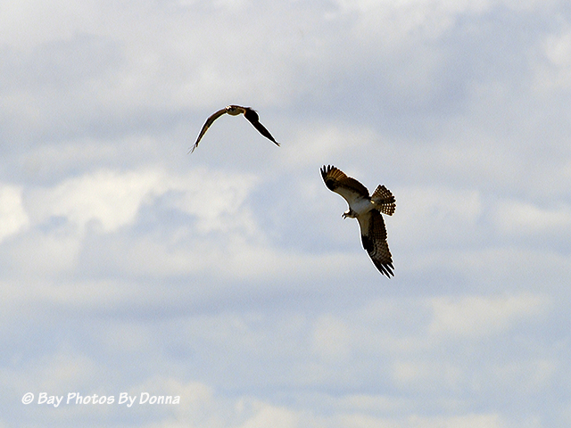 "Our" Osprey chasing off one of the Osprey that lives on Kent Narrows South Entrance Channel Marker #4
