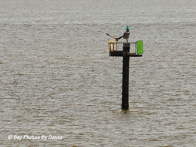 Other Osprey arriving 'home' with our Osprey's nesting material.