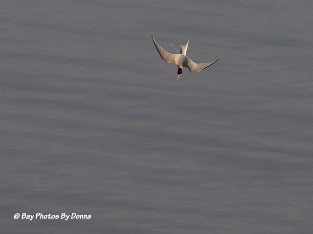 Least Tern diving for a fish