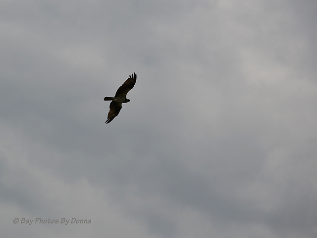 Osprey flying into the winds of the cell