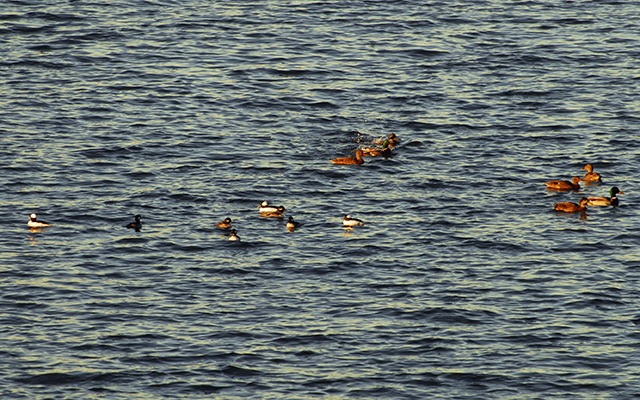 Buffleheads mixing in with Mallard Ducks