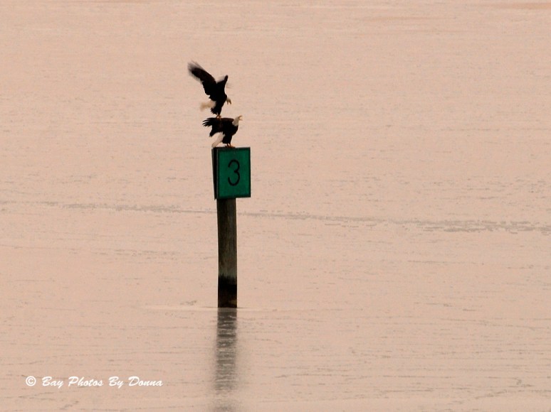 American Bald Eagles