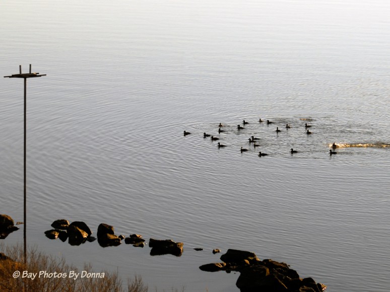 Raft of Surf Scoters