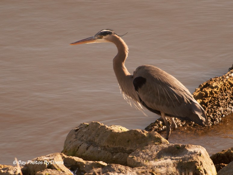 GREAT BLUE HERON