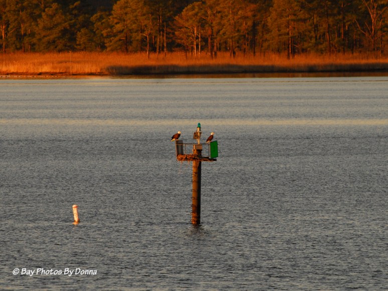 American Bald Eagles