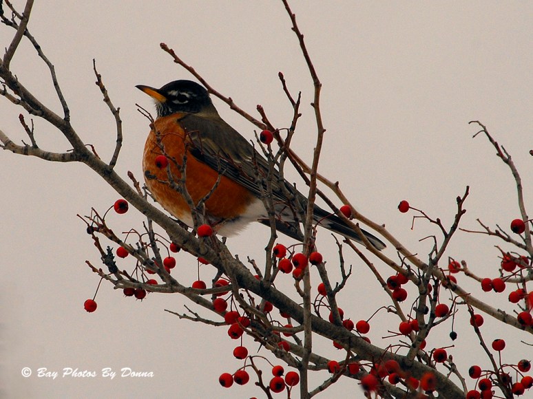 American Robin