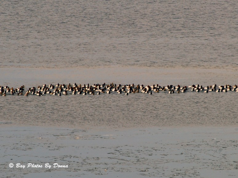 Raft of Canvasbacks