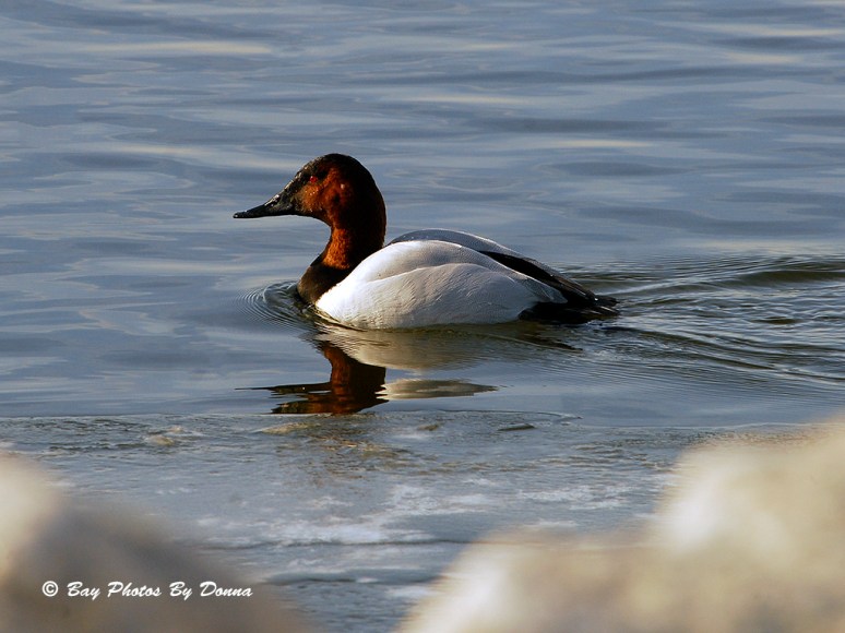 Male Canvasback
