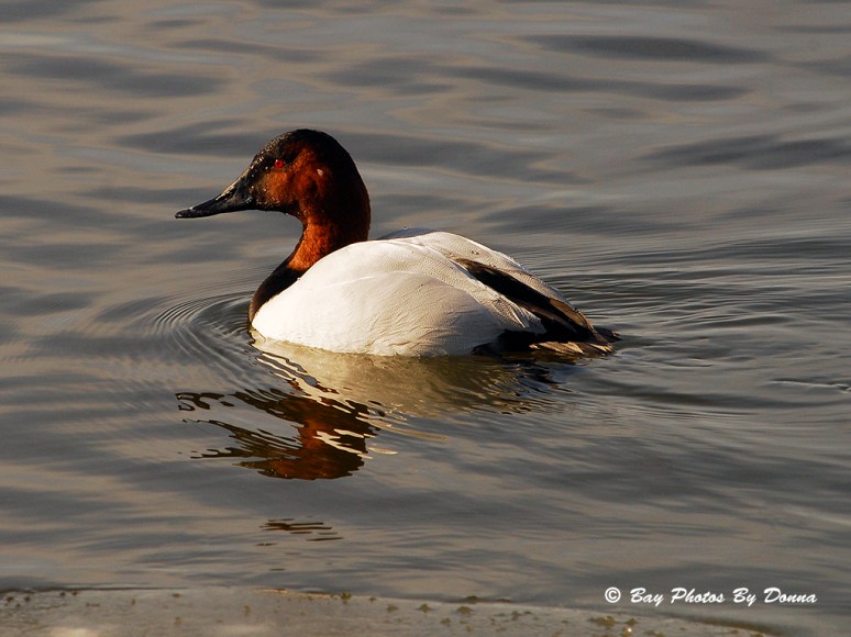 Male Canvasback