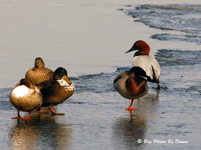 Male Canvasback with Male & Female Mallards
