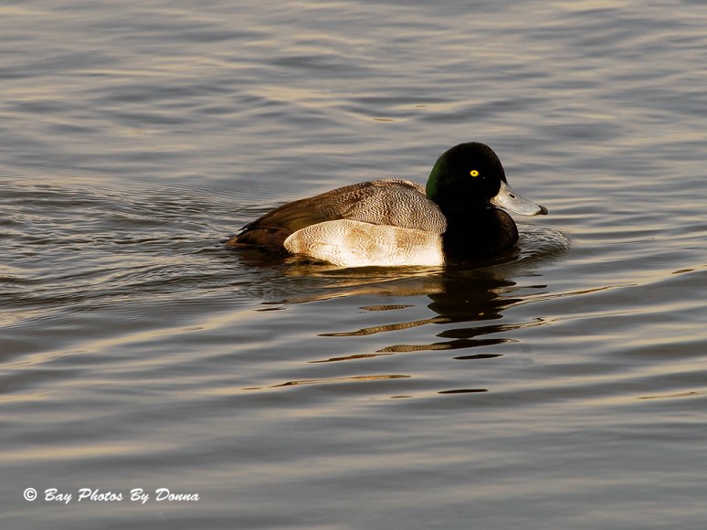 Male Greater Scaup