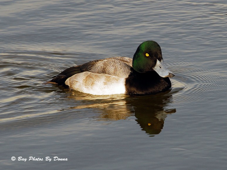 Male Greater Scaup