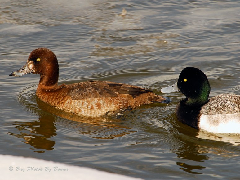 Male & Female Greater Scaup