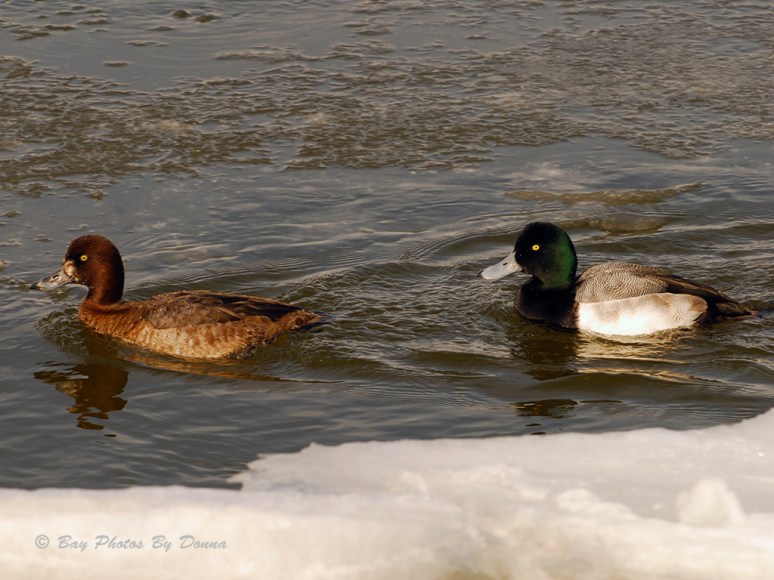 Male & Female Greater Scaup