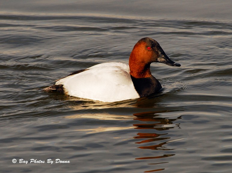 Male Canvasback
