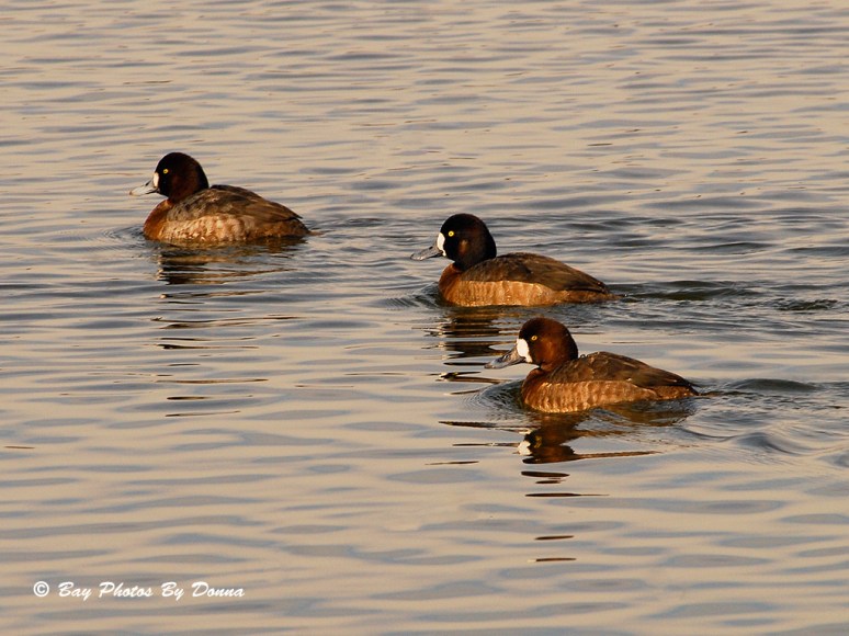 Female Greater Scaup