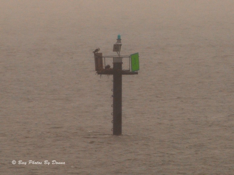 Southend Kent Narrows Channel Marker #3 - this Osprey pair has returned! 3/30/14