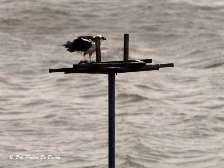 A wet male Osprey from KNCM #3 eating in the rain.