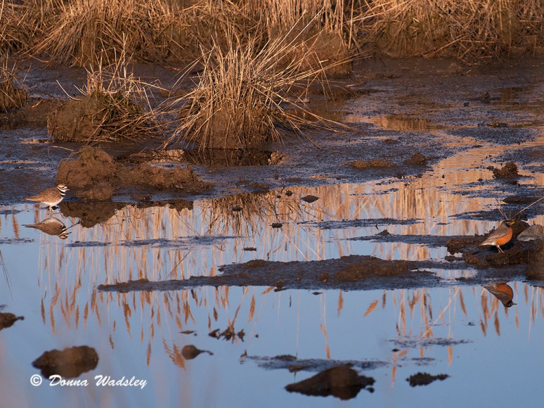 Killdeer and American Robin