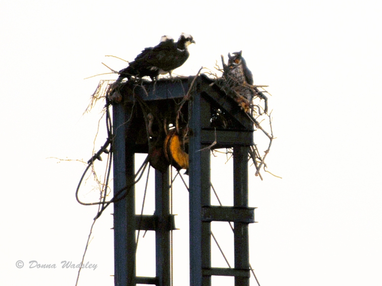 Osprey pair and their tenant, a fake owl
