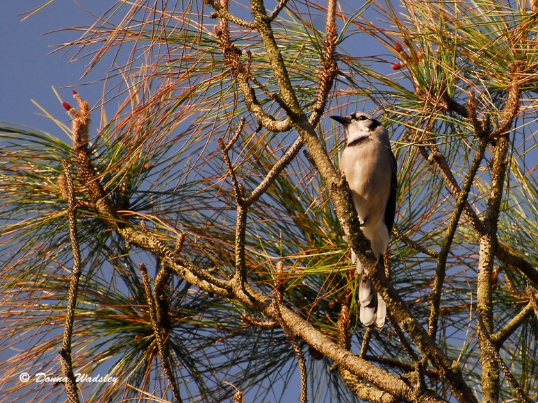 Blue Jay