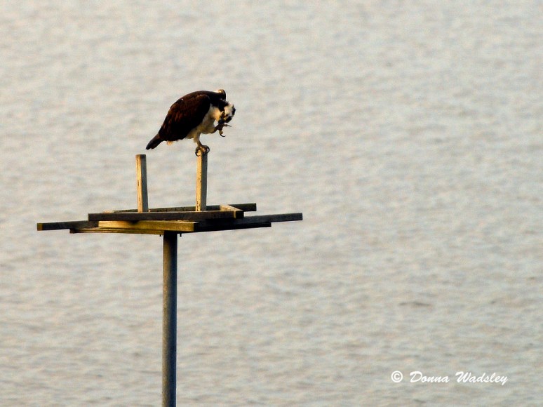 Geez, looks like he could poke his eye out.