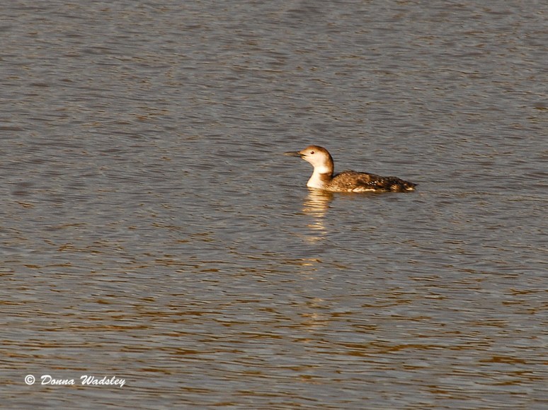 Common Loon