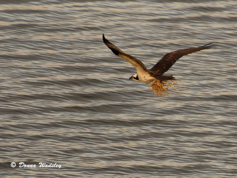 KN Channel Marker #3 Mr. Osprey snatching a clump.