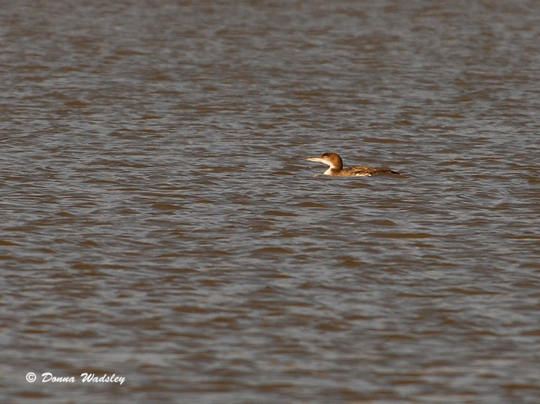 Common Loon