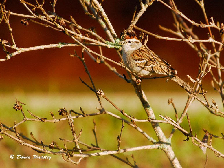 Chipping Sparrow
