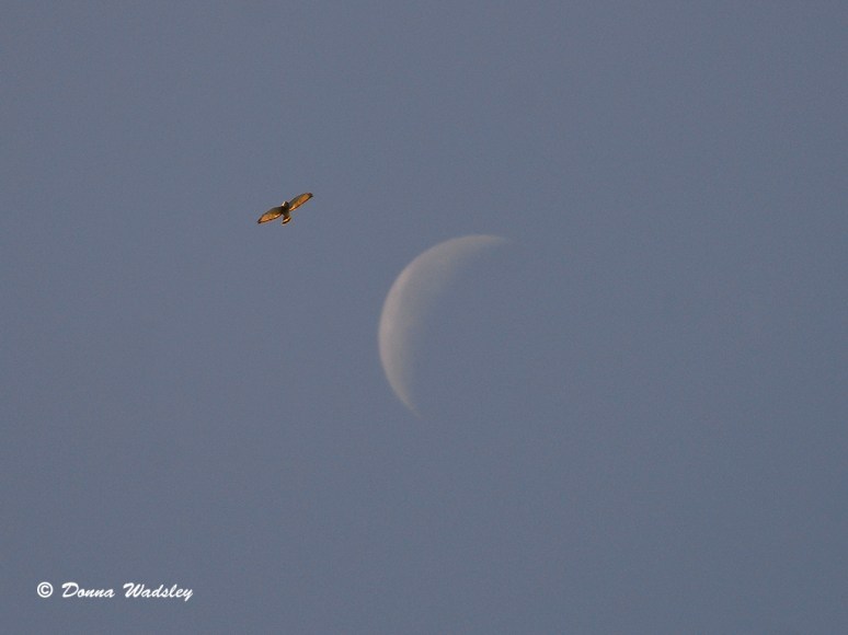 Broad-Winged Hawk