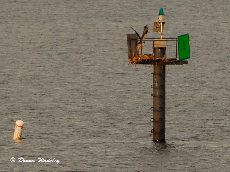 You can see he's gotten his share of straw.