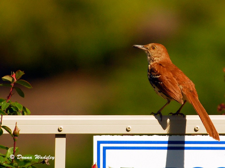 Brown Thrasher