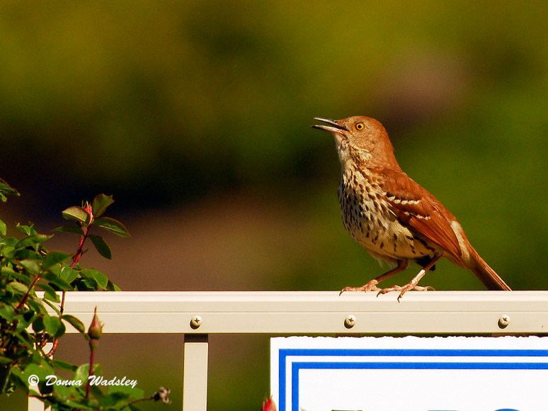 Brown Thrasher