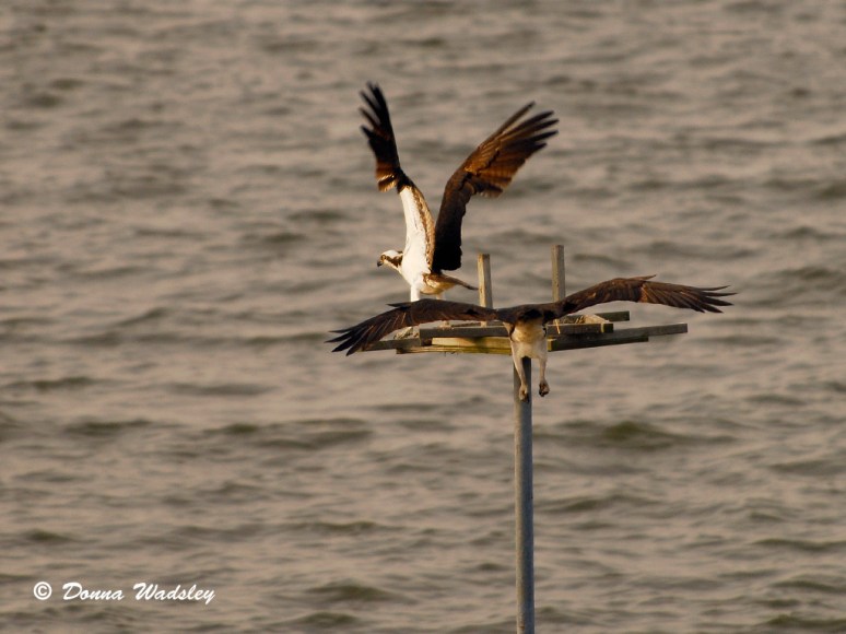 KN Channel Marker #3 Mr Osprey chasing off an 'intruder' on his perch!