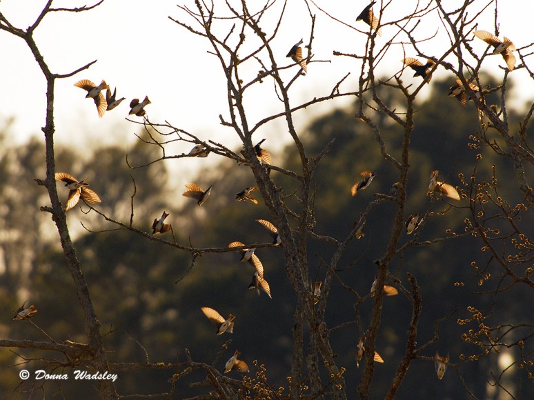 Tree Swallows