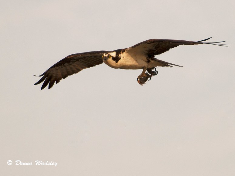 Heading home to the Mrs. with dinner.