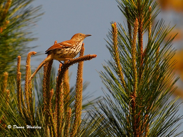 Brown Thrasher