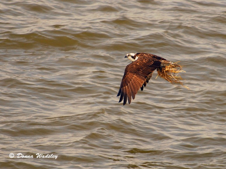 CBEC Osprey taking his turn.