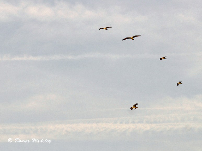 Five Osprey soaring on a windy day.  