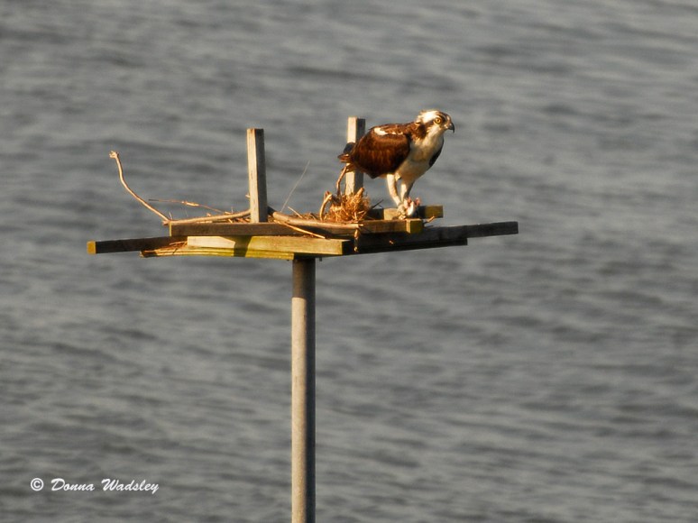 The female Osprey enjoying a meal.