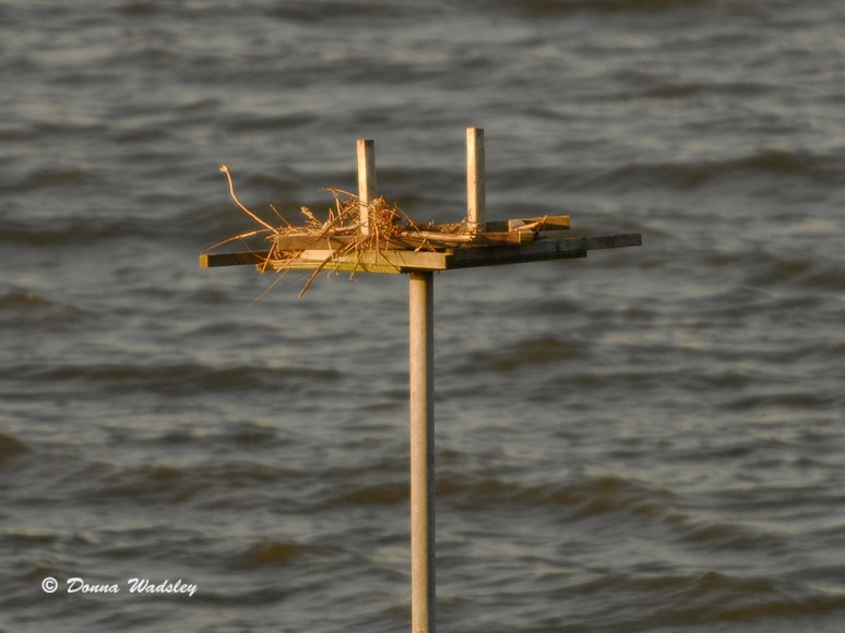 Oyster Cove Osprey Nest Platform