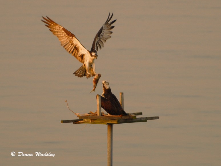 The male Osprey arriving with a fish.