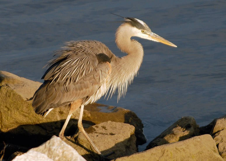 Great Blue Heron