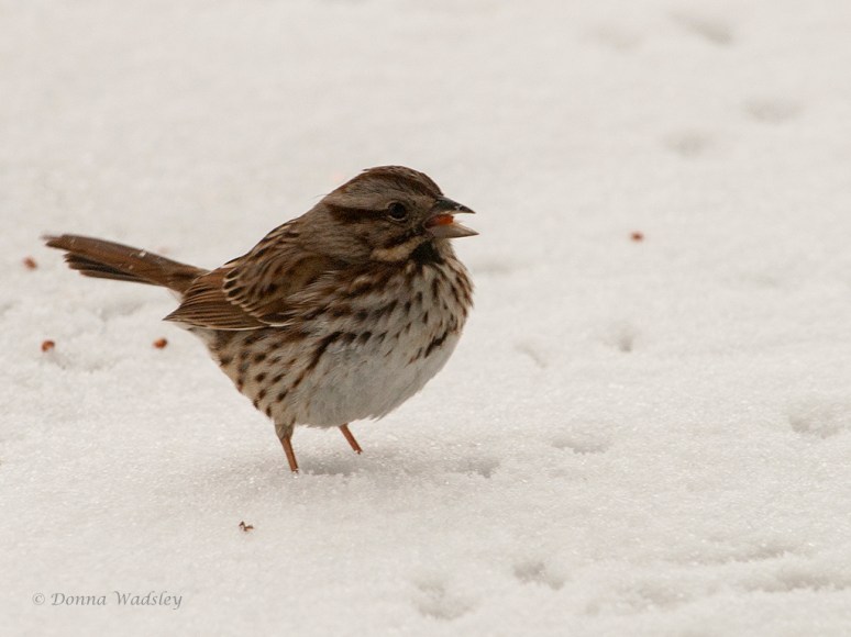 Song Sparrow
